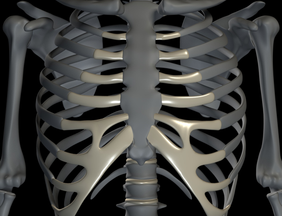 The ribcage, and example of cartilaginous joints with sternum